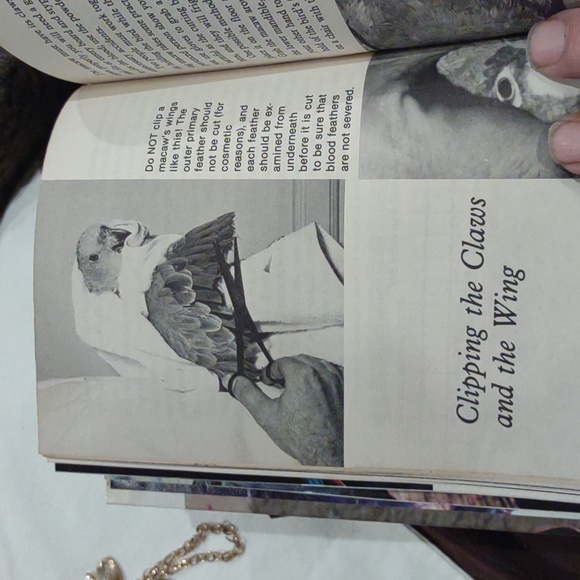 Taming and training Macaws birds by risa teitler - Picture 11 of 12